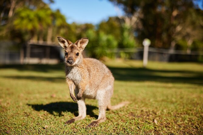 Wildlife, Waterfalls and Wine Day Tour from Sydney - The real cost: $268.97 for a full day