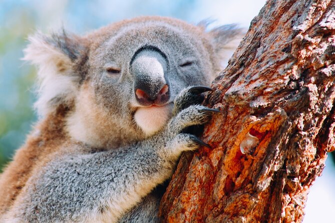 Wildlife, Waterfalls and Wine Day Tour from Sydney - Coastal scenery and lunch by the water