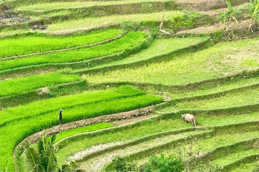 Yogyakarta: Selogriyo Temple, Rice Terraces & Waterfall Tour - A small temple with a quiet setting